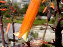 Kumara plicatilis one blooming, one withered